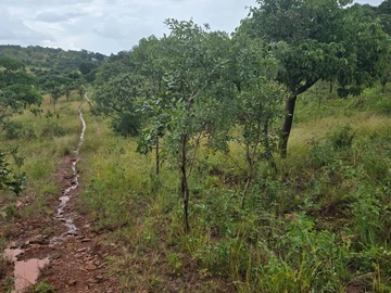 Stands & Residential Land